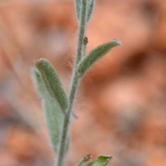 Evolvulus arizonicus, Arizona Blue-eyes, Southwest Desert Flora